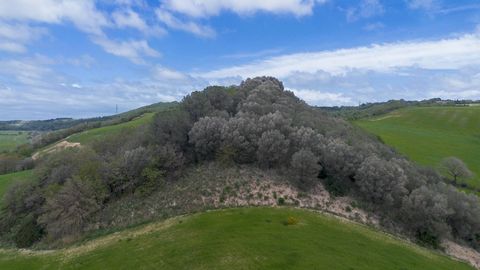 In Tuscania, in Montebello, we offer for sale agricultural land of approximately 19 hectares. The land, with direct access from the Tuscany Provincial road, is mainly hilly, its destination is mainly agricultural, with the exception of approximately ...