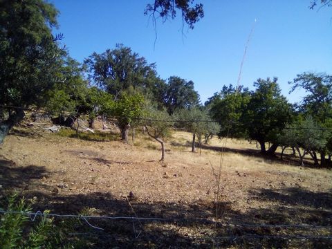 Land with a total area of 2.3 hectares composed of olive groves, chestnut trees, cork oaks and olive trees.  Has a good dependence for storage. Bordering a water line.