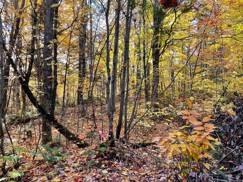 Beautiful wooded 5 acre lot with easy access to Morin-Heights & Lachute and all of the local services and activities. Biologist report available. Easy to build. INCLUSIONS -- EXCLUSIONS --