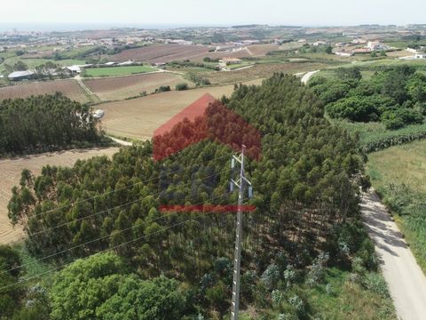 Rustic land with 880m2 with eucalyptus trees. Flat land with easy access, 5 minutes from the center of Lourinhã. *The information provided is for informational purposes only, non-binding, and does not require consultation with the mediator.* Energy R...