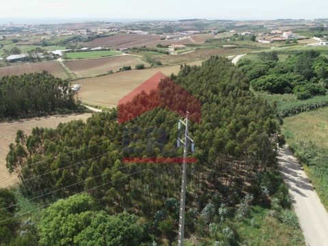 Rustic land with 880m2 with eucalyptus trees. Flat land with easy access, 5 minutes from the center of Lourinhã. *The information provided is for informational purposes only, non-binding, and does not require consultation with the mediator.* Categori...