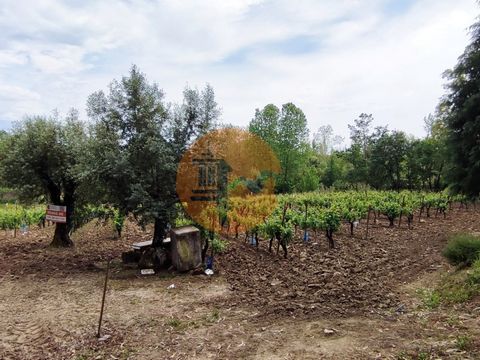 Grundstück mit Weinbergen, Wäldern und Olivenhainen Das gesamte Gebiet ist in voller Produktion. Es hat eine Quelle mit reinem, frischem Wasser, das direkt in den Fluss fließt. Es gibt eine über 100 Jahre alte Korkeiche und alte Steineichen. Buchen S...