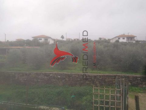 Land with 4 100 m2 of olive grove, with feasibility of building. The land has a slight slope, which faces south, which gives it an excellent luminosity. There are some inhabited Quintas / Houses around, which gives it a semi-urban environment, given ...