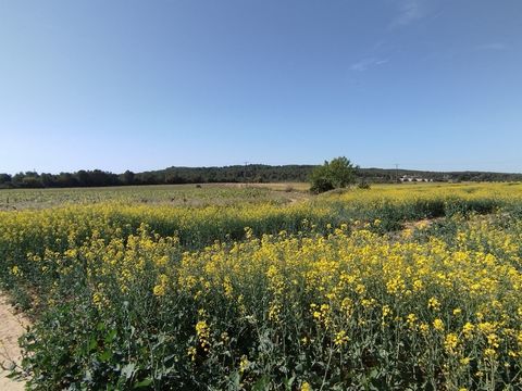 BUYER ATTENTION!!! THIS HAPPENS VERY RARELY!! AGROCAT OFFERS FOR SALE ONLY RUSTIC PROPERTY OF 1.2 HECTARES APPROX. IN BELLVEI, WITH UNBEATABLE ACCESS AND TOTALLY FLAT. IDEAL FOR REPLANTING WITH VINES, CAROB TREES, OLIVE TREES, ETC. DUE TO ITS HIGH QU...