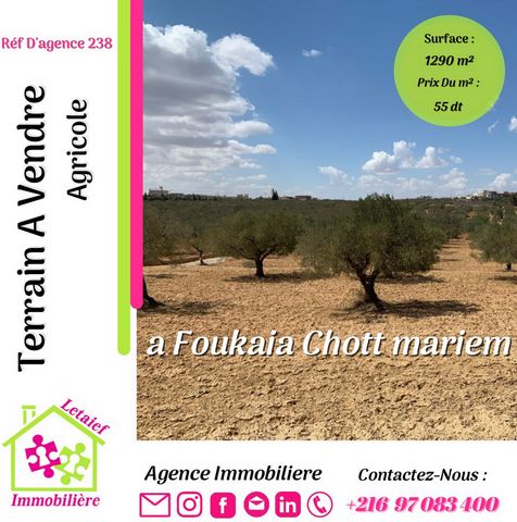 Terrain Agricole Chott Mariem Foukaia