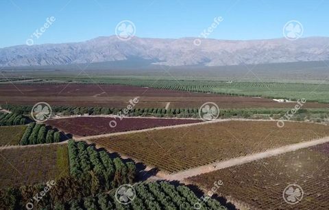 Location: Field located in Vichigasta, Chilecito in La Rioja. With estimated turnover of $ 14,000,000 USD This region is distinguished by its semi-arid conditions, receiving an average of 150 mm of rainfall per year. The Famatina Valley is the oldest...