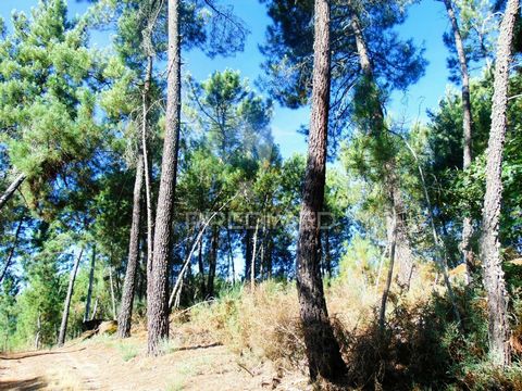 Terreno com uma área de 21.567 m2, situado na  margem esquerda do vale do rio Pinhão, na mais antiga Região Demarcada do Mundo / Douro Vinhateiro, com acesso directo por estrada asfaltada (E323-1) a 800 metros do perímetro urbano de uma bonita vila d...