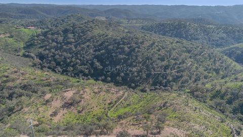 Looking for a promising investment? Look no further! We present an exceptional rustic land in Almodôvar, offering a vast extension of 54,750m², filled with opportunities for those seeking returns and tranquility. Land Features: Total area: 54,750m² O...