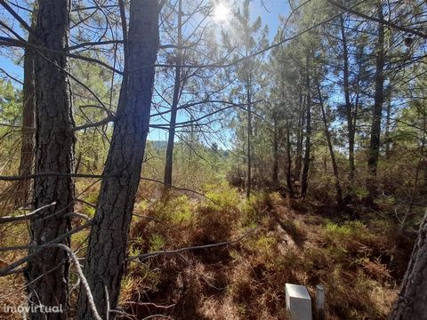 Rustic Land - 1320m2 - Sarzedas About half of the land is flat and the other half has a slight slope. Composed of weeds, olive trees, pines and eucalyptus trees. The property is next to the national road and has excellent access to any type of vehicl...