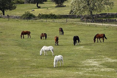 Entdecken Sie die Schönheit und Ruhe dieser beeindruckender Finca! Auf einem Grundstück von 25.000 m² umfasst dieses Anwesen ein charmantes Gästehaus und verfügt über eine Lizenz zum Reiten und Züchten. Premium-Ställe bieten die besten Bedingungen fü...