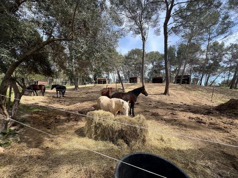 Haras de 12 hectares (70 Chevaux)