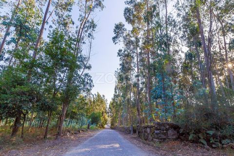 Property ID: ZMPT541480 Rustic Land with 13,470 m2 in Monte Córdova - Santo Tirso This plot of land is located in the parish of Monte Córdova, after the Monte Córdova Football Field. In the topographic survey, recently done, the area of the lot is 13...