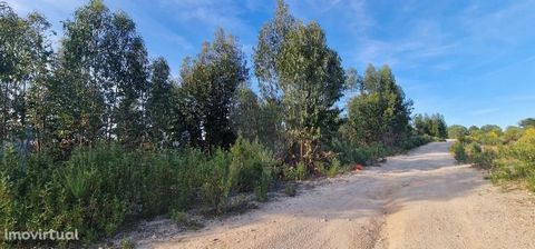 Land for sale in the parish of Tolosa with eucalyptus trees and some small cork oaks. Good access The eucalyptus trees are about 4 years old The land needs deforestation and has a path front of about 200 meters  