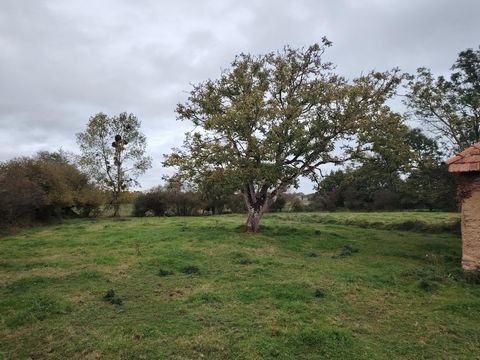 photo no. 11