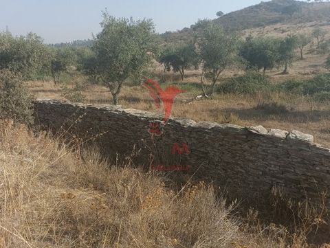 Land with 30.200M2, next to the village of Hortinhas, (Municipality of Alandroal). The land is located about 400mt from the village. It has about 50 olive trees, cork oaks and small chaparros in full growth, it also finds, in a vegetable garden area,...