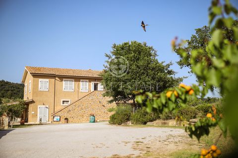 Tenuta Saturnilla - это крупное поместье/агритуризм в Тоскане, всего в 8 км от известных бассейнов террасами с мельничными водопадами - Сascate del Mulino. Собственность состоит из двух частей. ЧАСТЬ 1: главный корпус A, прекрасно отреставрированный,...