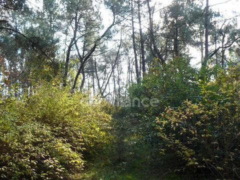 Terrain naturel de 1,4ha à Nivillac - Exclusivité Capifrance