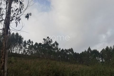 Property ID: ZMPT553077 Rusticland with 2200 m2 in Escariz São Martinho, Vila Verde. Located in a quiet area, with good access, good sun exposure and good eucalyptus production capacity. - Book your visit now, make your proposal and do not miss this ...