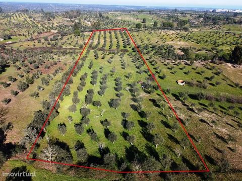 Agricultural land with an area of 12,000m2 composed of olive groves of the 