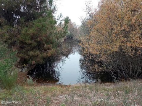 Rustic land with toral area of 9680m2 in Penamacor. Flat, flexible terrain with excellent access.   It has a pond, oaks, cork oaks, olive trees and some pine trees. Ideal for non-permanent structures, as it is agricultural land and there is no permis...