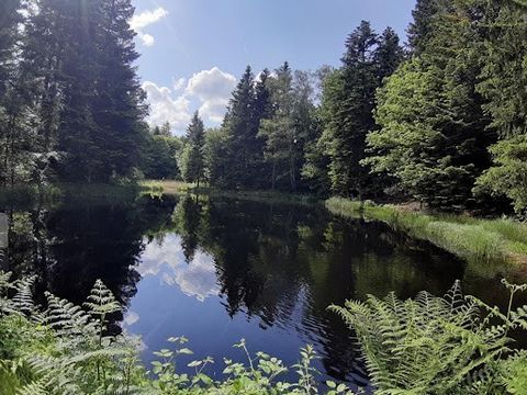 Dicht bij het dorp Faucogney en gemakkelijk bereikbaar met de auto. In het hart van het plateau van duizend vijvers, voor natuur- en visliefhebbers, kom en ontdek dit meer dat volledig is aangepast aan de normen van de visteelt, belangrijk werk dat n...