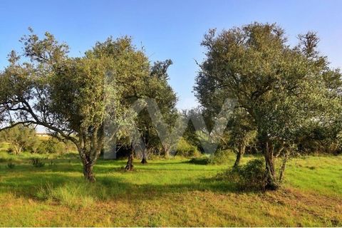 Terreno rústico de 17520 m2 ubicado en Manteigas, São Bartolomeu de Messines con vistas panorámicas al campo y buena exposición al sol. Terreno mayoritariamente llano, con pozo de agua, toma de luz, varios árboles plantados, cerca del río y una hiler...