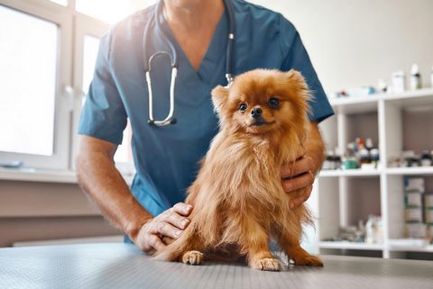 Veterinary Clinic for Sale on South Shore of Montreal (Quebec, Canada) --- This veterinary clinic offers a complete range of services for dogs and cats, including: General examinations, surgical procedures, dental care, specialized assessments, digit...